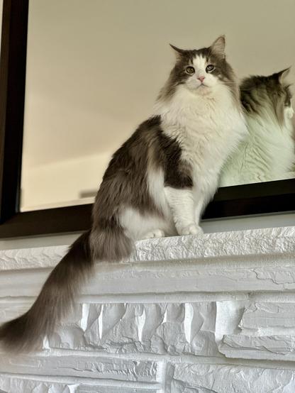 Thor, a fluffy grey and white bicolor half-Ragdoll cat, sitting on top of a white painted stone mantel in front of a large mirror. His long silky tail drapes elegantly behind him. What a glorious day to be a cat.