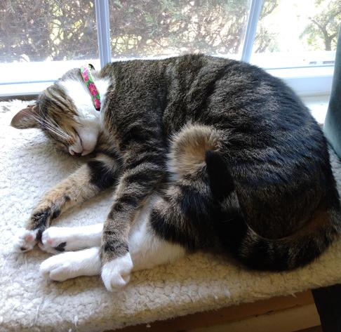 Our tabby cat, named Pax, is sleeping soundly on a window shelf.  She is lying in her side with her legs straight out.  One striped foreleg with a white mitten is draped over both her long white hind legs.  Toe beans are showing.