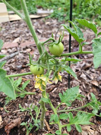 A small cluster of developing fruit and flowers if a tomato plant. There are two small tomatoes and four yellow flowers on this clump. The green stem and leaves of the plant center in the photo. The garden ground has a thin layer of dried leaves as mulch.