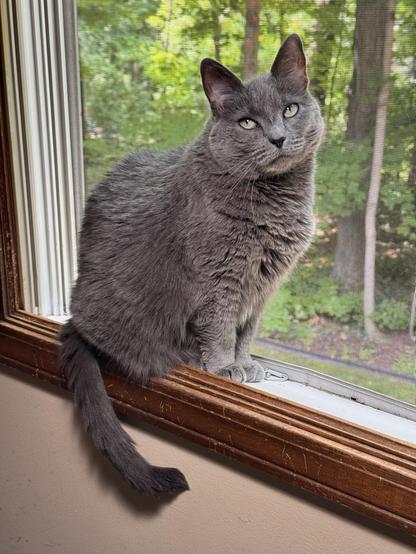 A gray cat, Ashes, sitting in a window. She has a very “unamused” look on her face.