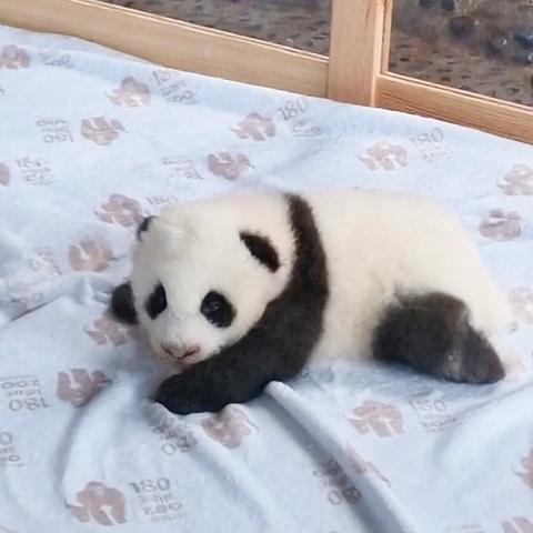 Last year at the @zooberlin : one of the two cute #Panda twin babies. Just too cute

#giantolpanda #pandababy #pandasberlin #animalphotography #nature #photography