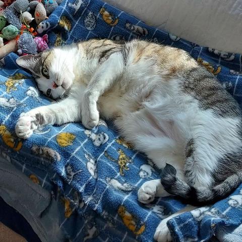 A large tabby and white cat with light green eyes and white whiskers lies on a cat print blanket and enjoys the sun.