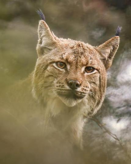 A close-up of Lynx, showing the characteristical tufts of hair on the tips of his ears.