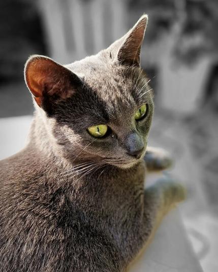 Happy #Caturday – Koko 🐈

#catsofinstagram #cats #beautifulcat #cat #photography #itsacatslife 

[https://memories.brush-and-tale.com/wp-content/uploads/2024/06/355636330_2429071493937344_3739014998943355027_n_18096021820330730.webp]…
