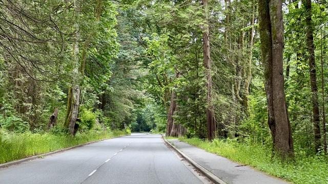 A barely perceptible cyclist on a two-lane asphalt road with lots of vegetation including tall trees.