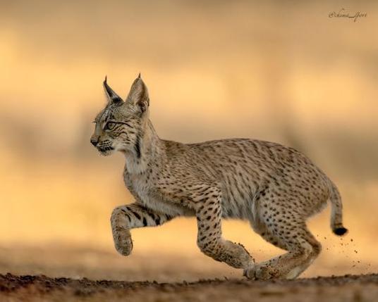 Iberic Lynx running.