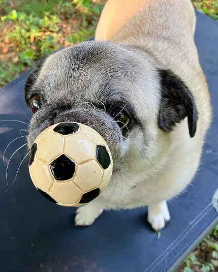 a pug holding a tiny soccer ball awkwardly in her mouth