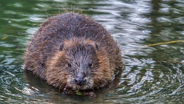 Trail camera films South Estonia lynx-beaver encounter | News