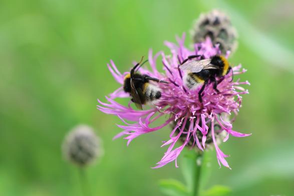 Zwei fleißige Bienchen, die an einer lila farbenen Blüte sich bedienen. Der Hintergrund ist unscharf grün.
Matzework