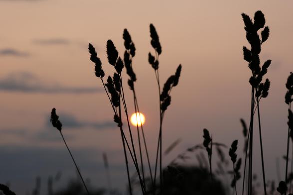 Die Abendsonne als kleiner hellgelber Ball an einen rötlich-gelblichen Himmel mit ein paar grauen länglichen Wolken.
Im Vordergrund hohe Gräser teilweise als Silhouette.
Matzework