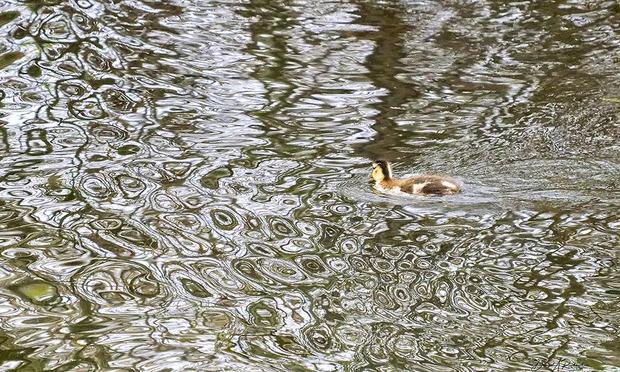 Buff and brown striped duckling swimming in water with many ripples and reflections