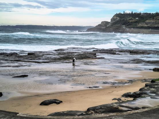 Beach scene on a winter's day. A solitary Pelican is central, standing in shallow water. Beyond are rocks with waves cresting. In the distance is the headland of King Edward Park, Newcastle NSW.