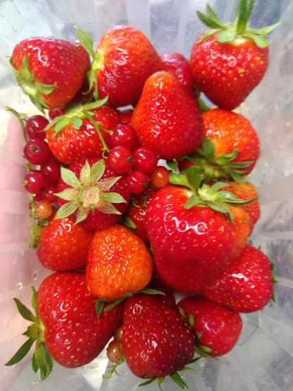 In einer Kunststoffschale liegen im Garten frisch geerntete rote, unterschiedlich große Erdbeeren und einige rote Johannisbeeren. Die Erdbeeren tragen noch ihr grünes *Hütchen*, ihren Blütenansatz.