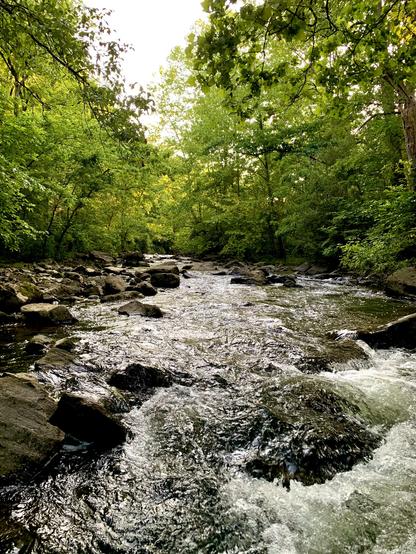 A view of a creek swiftly running through rocky terrain, surrounded by vivid green dense woods. In the center, there’s an opening in the trees where the cloudy sky is visible.