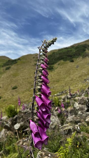 A foxglove on the slopes of Titterstone Clee Hillfort.