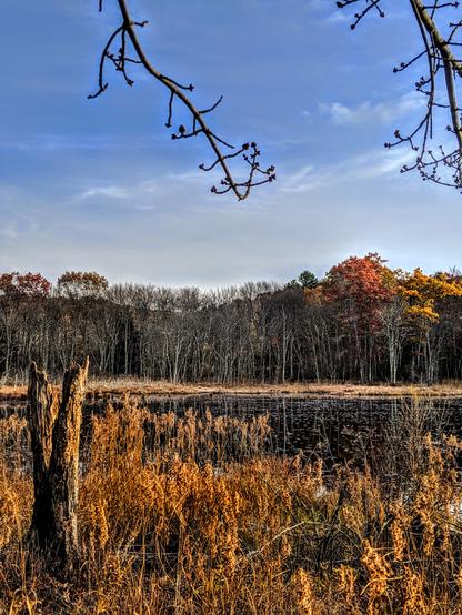 Beneath a deep light blue sky streaked with a few clouds, we are standing alongside a pond. There is a patch of water grasses in front of us, turned golden brown with the end of the growing season. The branches of some leafless shrubs can be seen among the grasses. A dead tree stump with a V shaped top portion is to the left. The far shore has similar golden brown water grasses surrounded by a forest of mostly leafless trees. The leaves that remain are the brick reds and golden browns of past peak.