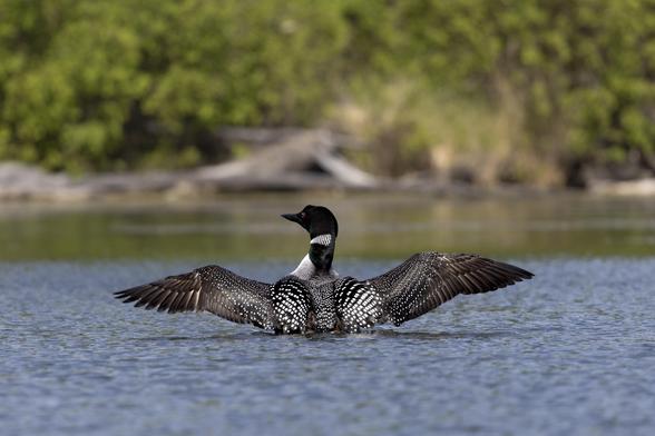 A common loon, from behind. It is looking to the left with its wings out wide.