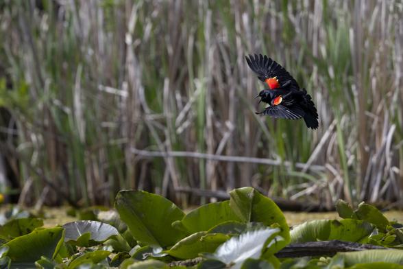 A red winged black bird in flight, coming down to land on lily pads.