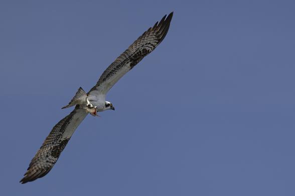 An osprey in flight, with a fresh fish that it caught. You can see blood dripping from the fish.