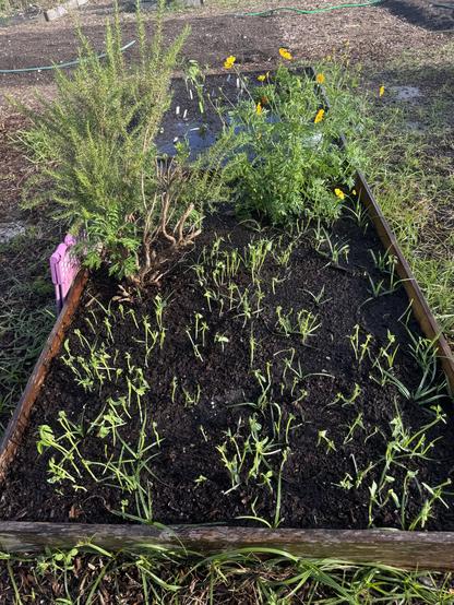 The black-eyed pea plants have no leaves left. At the top right, yellow Cosmo flowers are happy. At the top left, the rosemary plant is looking smart.