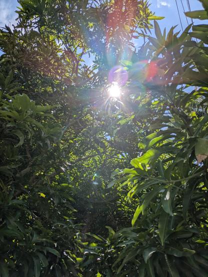 A vibrant, low-angle photograph taken from underneath the dense canopy of a leafy green tree, looking up towards the sky. The bright sun is a central element, shining directly through the foliage