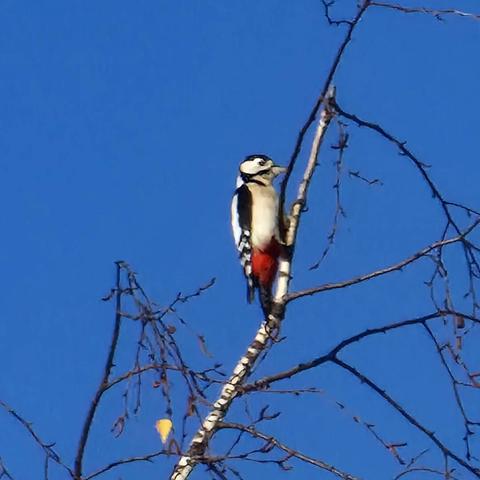 #woodpecker #specht

#bird #birds #birdphotography #nature #photography