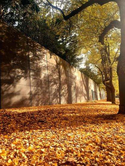 Golden afternoon sunlight streams through a row of tall deciduous trees in late autmn. The ground is covered with fallen leaves. To the left is a long concrete wall, etched with the shadows of the trees
