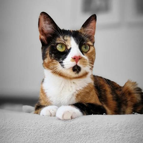Lucky Cat Rosé 🌹

#catsofinstagram #cats #beautifulcat #cat #photography #itsacatslife 

[https://memories.brush-and-tale.com/wp-content/uploads/2024/06/356078982_835099474168718_7583559766098520138_n_17993214398055858.webp]…