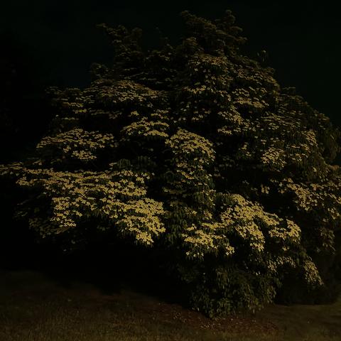 the whole thing, all the little white flowers tinted by yellowed lamplight