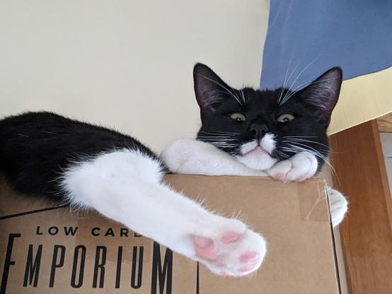 Press-stoppingly adorable image of Sophokles, a black and white cat with pure light pink toe beans staring down from a very high perch with his right leg dangling.