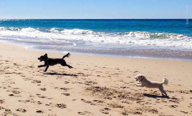 Two dogs bounding joyfully along a golden beach. Behind them the sea is two shades of brilliant blue, with small, gentle breakers.