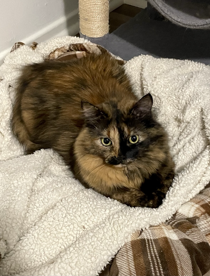 A long haired tortoiseshell cat lays on a blanket