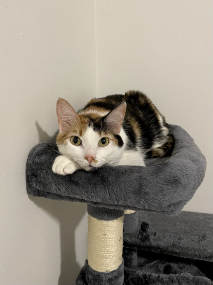 A calico cat lays on the top perch of a cat tree, her head resting on a paw