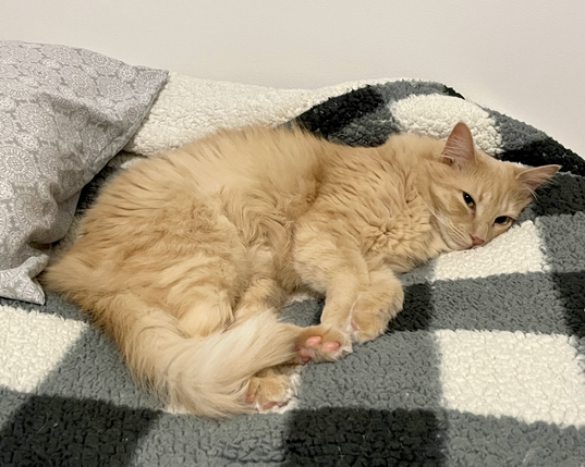 A fluffy orange cat relaxes on the bed