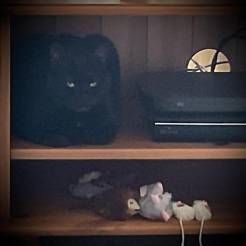A black cat with yellow eyes is lying on the shelf in a tv cabinet.  One the shelf below is a selection of catnip toys.   She claims them all as hers, but has a favourite which she takes to bed every night, like a child with their favourite teddybear.  The favoured one is at the back.