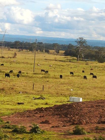Happy cows eating grass in a field.