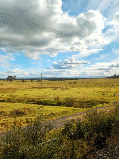 More cows in the distance, in a wide open field