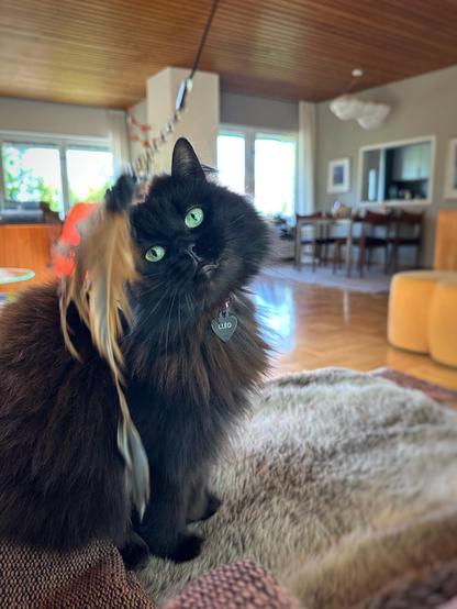 A black longhaired cat close in the image with her head tilted to the left looking at a feather toy with green eyes. She has a black ID badge with the name Cléo. Out of focus in the back a living room.