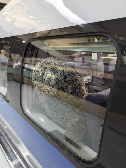 Giant Salamander peeks outside the window of a 500 Series Shinkansen train displayed at #Kyoto Railway Museum