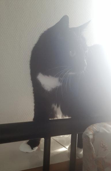 A dramatically lit photo of a black and white tuxedo traipsing along a window sill, half of him in soft half shade and half of him in hazy backlight, only his whiskers and the silhouette of his face and the gleam of his eyes drawn out by the light. He is looking to the right off frame, eyes attentively open and ears pivoted in that direction also. He has absolutely no knowledge he's being quite beautiful but also a horrible little shit, as he has just woken up a tired human. In front of him the black iron frame of a bed, and a pillow with a pastel floral pillowcase.