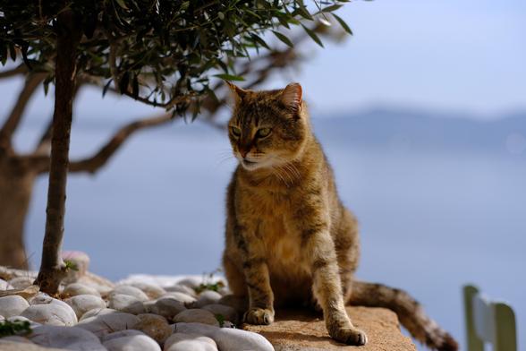 Photo of a tabby cat, relaxing under a tiny olive tree.
