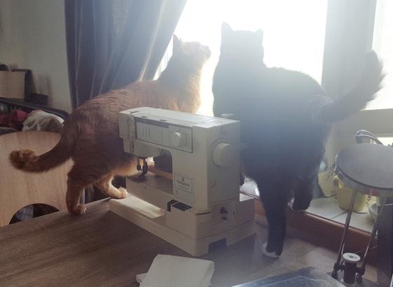 Two cats, a ginger tabby on the left and a black tuxedo cat on the right, standing on a desk and window sill with their heads and gazes up towards a bit of window higher than themselves. They are partially behind a vintage sewing machine also on the desk, but are drawn against the light spilling in from the window in dramatic and aesthetic poses, shadows and lights playing over their planes and fur. There is a bug on the window, and this is very exciting for the boys! Some desk and sewing junk in the foreground, including but not limited to some kitchen roll.