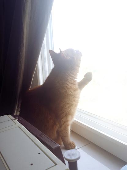 The black cat has given up, and the ginger tabby is now sitting on the window sill. His gaze is lifted up and he has one paw on the glass of the window. He is longing for the beetle! The curtain draped behind and to the left side of him reflects his orange hues, and he is just looking very aesthetic and handsome, and it's a very nice photo apart from the sewing machine blocking out the foreground. The window itself is nothing but a rectangle of light.