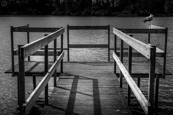 Monochrome shot of wooden jetty on fishing pond with young gull