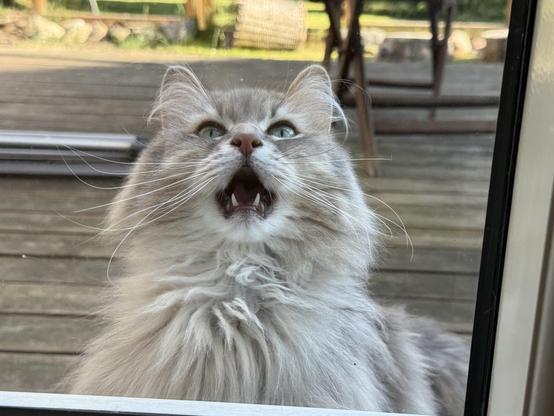 Closeup of a grey Siberian cat standing right outside a window with a terrace, a catio fence and a garden in the background. His head is leaned back, mouth wide in a huge meow. He is clearly hoping to be let in.