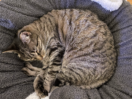 A tabby cat sleeping