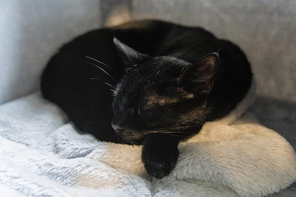 A phoot of Neo, a black cat, sleeping curled up inside one of the "caves" of a scratching post. His head is the center of the image, as it rests with closed eyes on one of his front legs, which is somewhat stretched out. The rest of his void form is circular behind. It seems to be a comfy spot.