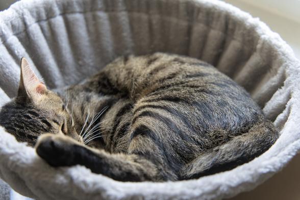 A photo of Mini, a tabby cat, sleeping curled up in the cat bowl of a scratching post. His face is on the side of the image, partially obscured by his hind leg stretched out a bit and resting on the edgeof the bowl. He seems to enjoy a bit of sun.