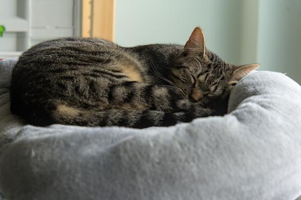 A photo of Ernie, a tabby cat, sleeping curled up on the top bed of a scratching post. His face is fully visible and pointed to the camera, but also completely asleep, closed eyes and all. His tail is also clearly visible, neatly wrapped around him to complete the circular cat.
