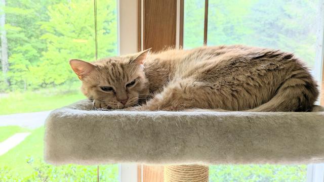 This is a photo of an orange cat lying on a cat tree in front of a window. You can see the greenery of our yard behind him. He's resting his head on his front paws, and his eyes are almost closed.